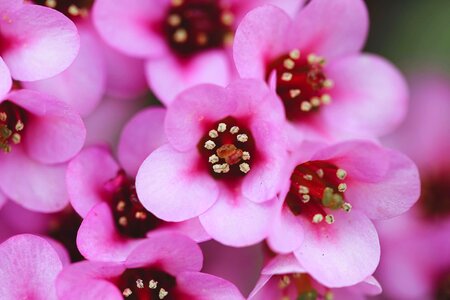 Pink plant flowers