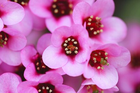 Pink plant flowers photo