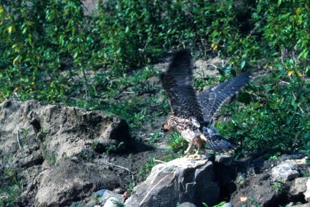 Falco Peregrinus falcon rocks photo