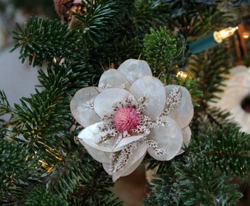 Spruce decoration ornament photo