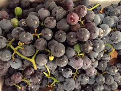 Viticulture food fruit