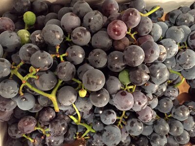 Viticulture food fruit photo