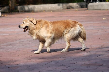 Puppy cute isolated