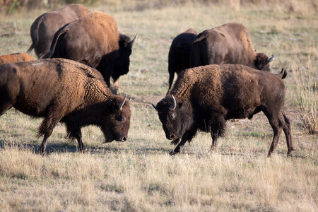 Young bull bison play-2