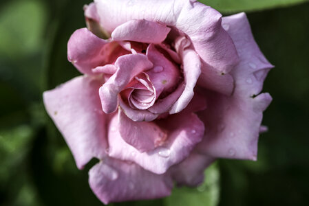 Layers Pink Rose