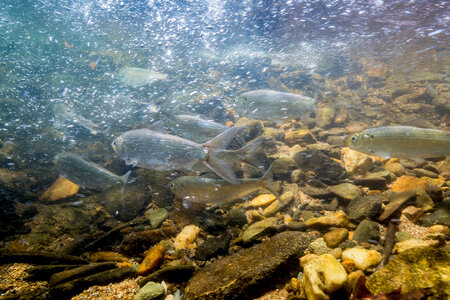  Alewife-1