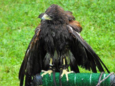 Predator feathered buzzard