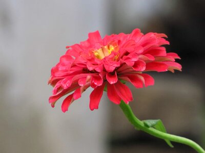 Beautiful beautiful flowers beautiful photo