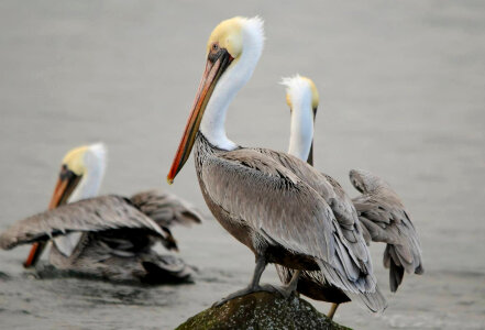 California brown pelicans photo
