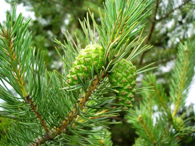 Mountain forest green photo