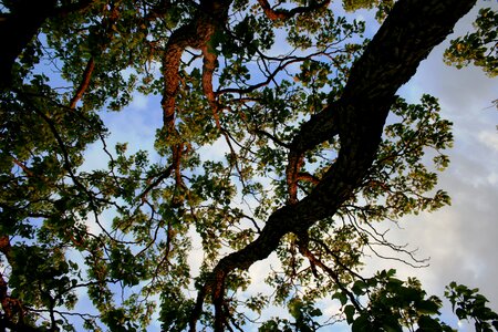 Branches weaving strong