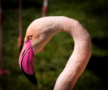 Pink flamingo zoo animals photo