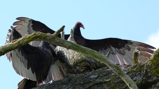 Buzzard cathartes aura scavenger photo