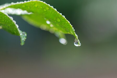 Leaf green drop of water