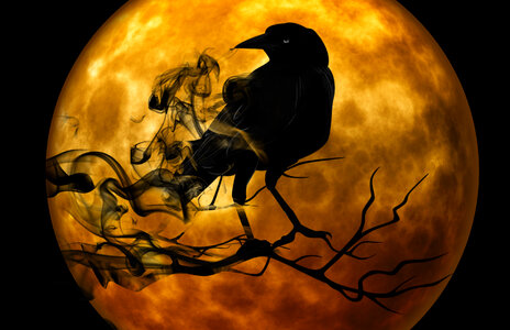 Crow standing on Branch in front of full moon scary Halloween Scene photo