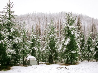 Snowy Forest landscape photo