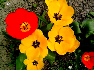 Blossoming flowers garden