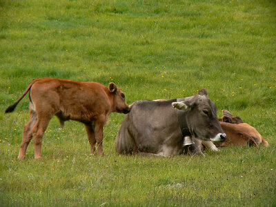 Cows relaxing in the grass photo