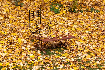 Yellow brown fall color photo