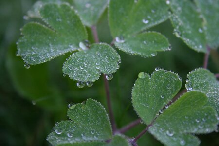 Dew close up morgentau