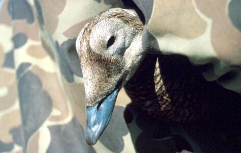 Chief Somateria mollissima 