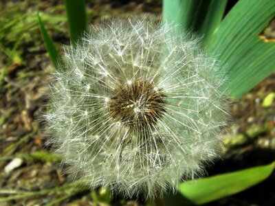 Bloom blooming nature