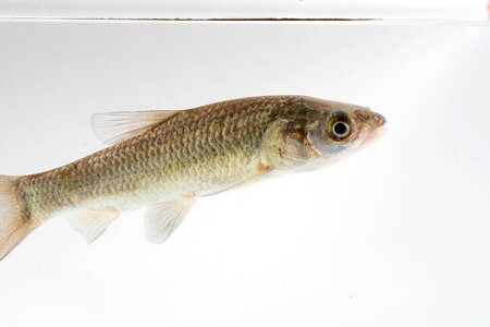 Black Carp Juvenile-1