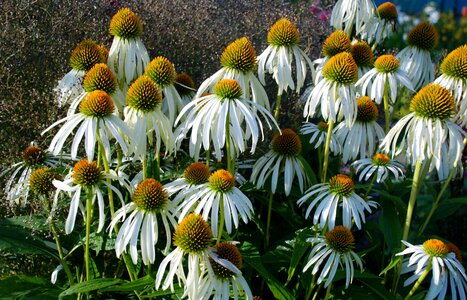 Anemones leaf nature photo