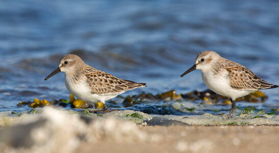 Western Sandpipers-2 photo