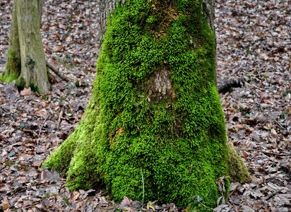 Mossy tree trunk green moss nature
