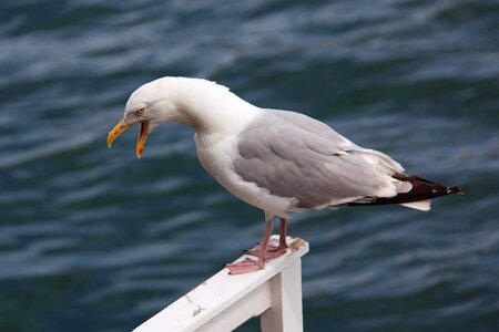 Bird cry gull photo