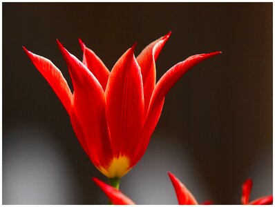Red flower summer flower
