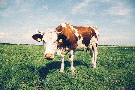 White & Brown Cow in Field photo