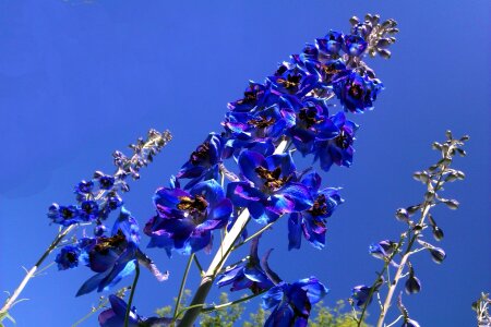 Floral plant natural