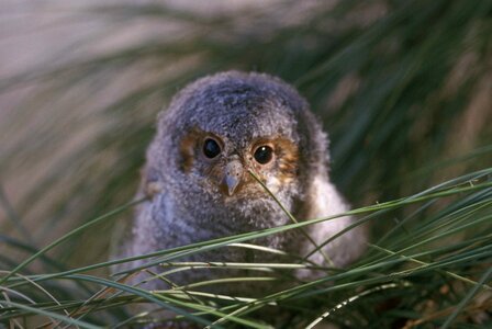 Bird  