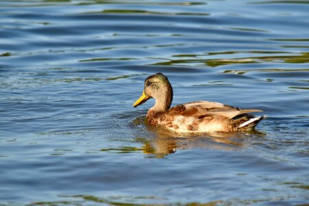 Duck side view swimming photo