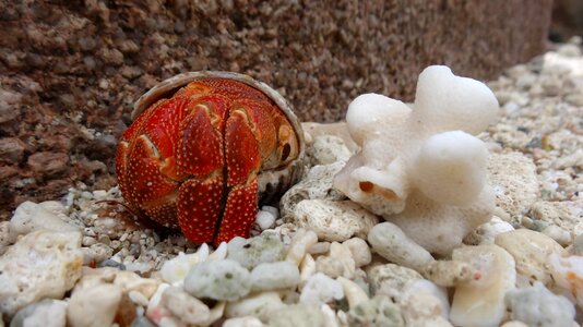 Hermit Crab in Shell photo