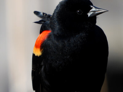 Red-wing blackbird closeup photo
