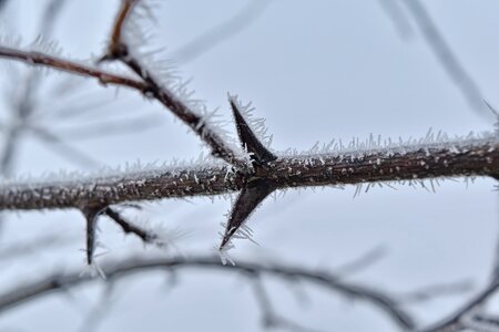 Branches cold frozen photo
