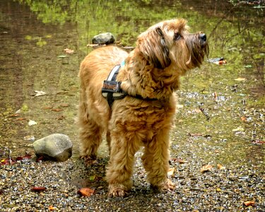 Looks pet animal portrait