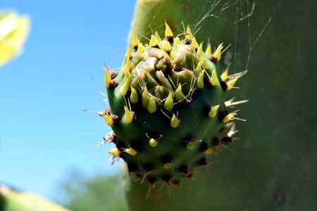 Beautiful Flowers cactus desert photo