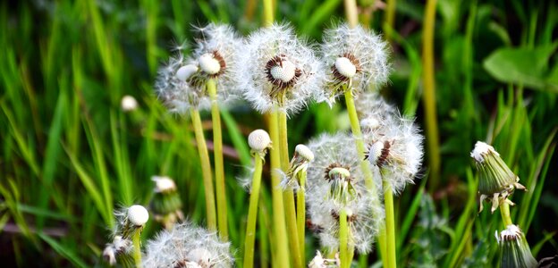 Dandelion grass grass plants