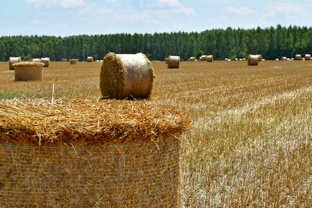 Farmland hay hay field photo