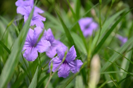 Flower plant grass photo