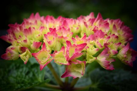 Beautiful Flowers bloom blooming photo