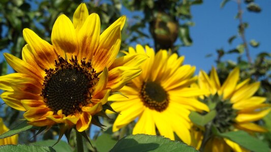 Sunflower bright nature