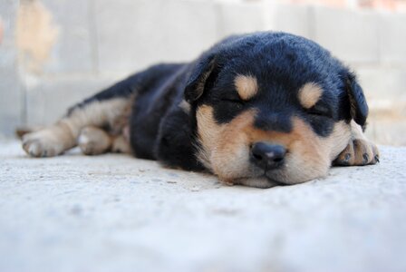 Nice pet puppy sleeping