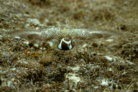 American Golden Plover and Nest