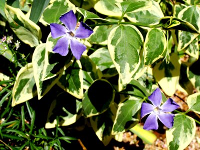 Faye green plant