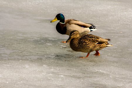 Wild bird duck water bird photo